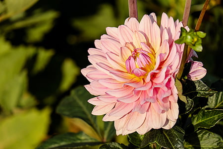 shallow focus photography of pink and yellow flower thumbnail