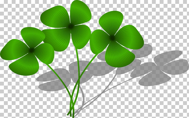 Good Luck Charm Four Leaf Clover Cartoon Clover Collection Png Clipart Free Cliparts Uihere
