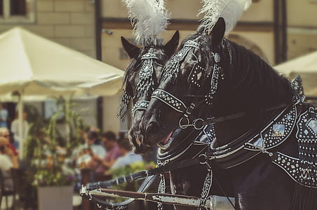 Two Black Horses Wearing Accessories thumbnail
