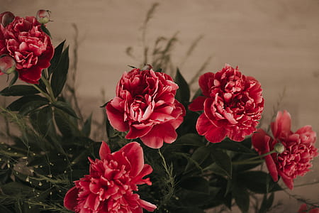 red petaled flowers thumbnail