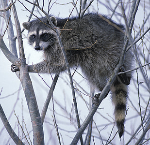 gray raccoon on tree during daytime thumbnail