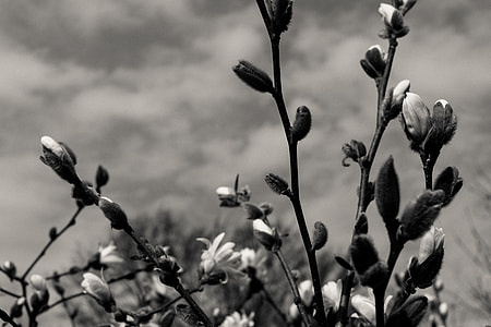 Magnolia black and white thumbnail