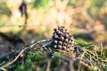 Pine Cone in Forest thumbnail