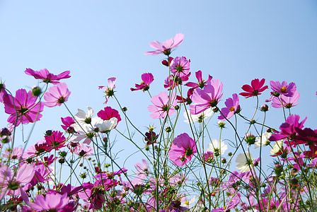 pink and white petaled flowers during datime thumbnail