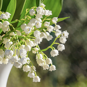selective focus photography of white petaled flowers thumbnail