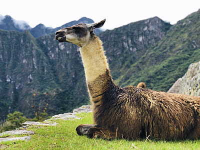 brown and white llama resting on grass thumbnail