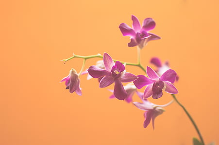 pink orchid thumbnail