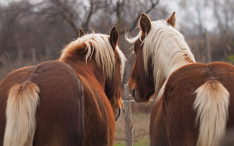two yellow-and-red horses in front of white wooden fence thumbnail