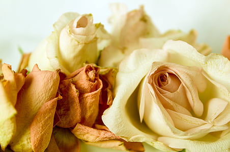 yellow rose flowers thumbnail