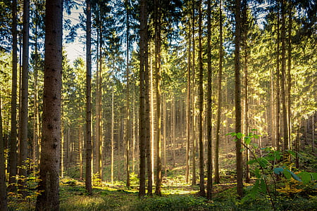green leafed trees and green grasses at daytime thumbnail