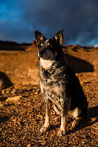 selective focus photography of dog sitting on dirt thumbnail