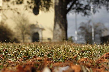 Worms Eye View Of Grass thumbnail