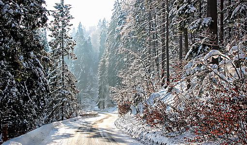 snow covered road in between forest during daytime thumbnail