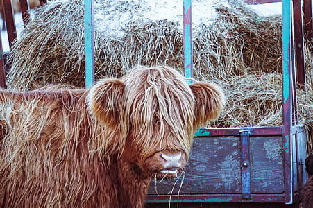 brown cow thumbnail