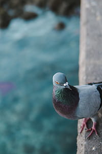 gray and black pigeon standing on brown surface thumbnail