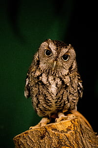 brown and black owl perched on tree thumbnail