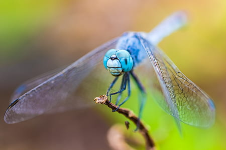 macro photography of blue-eyed skimmer perched on brown stem thumbnail