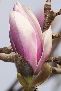 close-up photo of pink petaled flower thumbnail