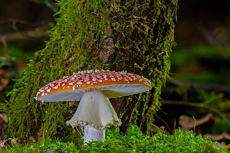 shallow focus photography of brown mushroom thumbnail