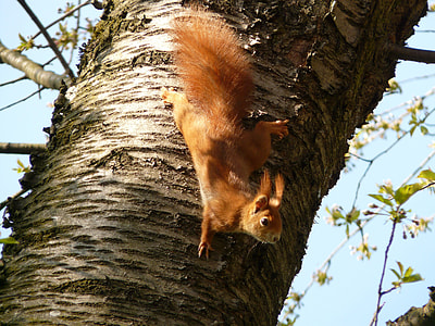 brown squirrel climbing tree at daytime thumbnail