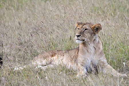 brown lion laying on green grass thumbnail