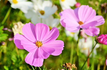 purple Daisy flower thumbnail