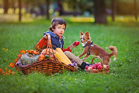 long-coated tan and white Chihuahua puppy standing near boy holding red apple fruit while sitting on grass at daytime thumbnail