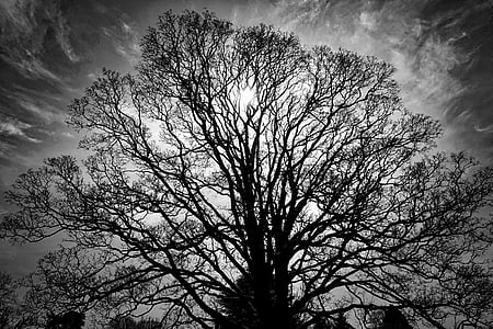 silhouette photo of leafless tree thumbnail