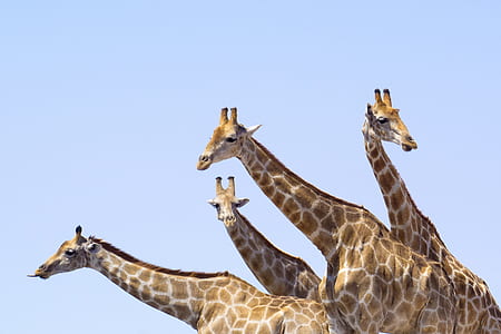 four yellow giraffes thumbnail