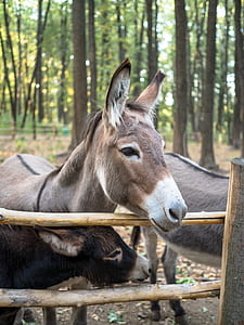 selective focus photograph of donkey thumbnail