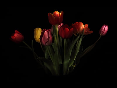 photo of red, orange, and yellow tulips thumbnail