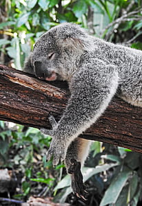 koala sleeping on tree branch thumbnail