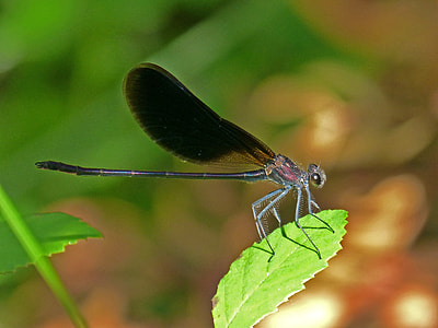 Libella, Black Dragonfly thumbnail