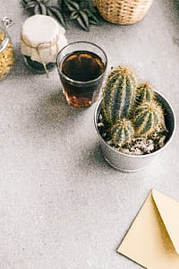 Photo of Green Cactus Plant Beside Clear Drinking Glass thumbnail
