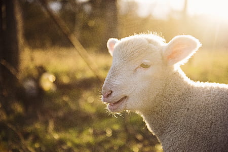 Gray Sheep thumbnail