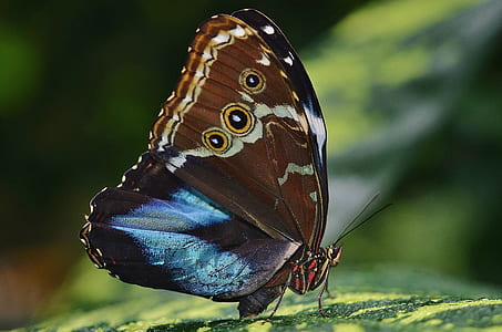 Morpho butterfly perched on green leaf thumbnail