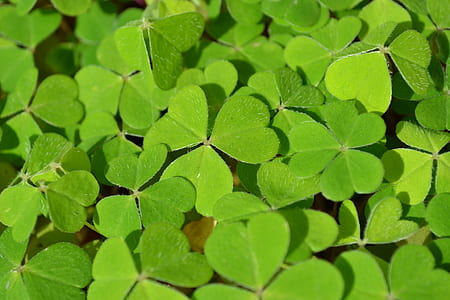 close up photo of green plant leaves thumbnail
