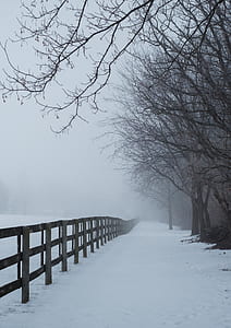 snowy forest with bare trees and fence thumbnail