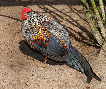 gray and brown rooster beside green plant thumbnail