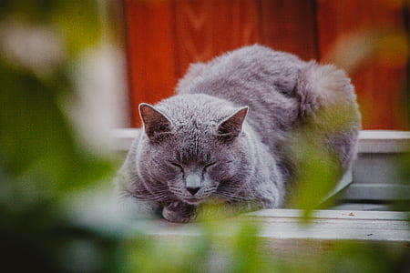 Russian blue cat lying on wooden surface thumbnail