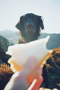 person holding sandwich in front of Labrador retriever mix thumbnail