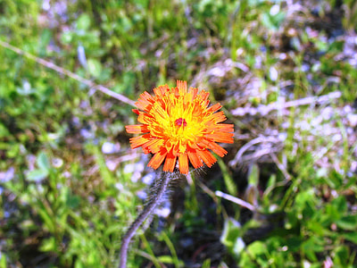 Orange Hawkweed, Pilosella Aurantiaca thumbnail