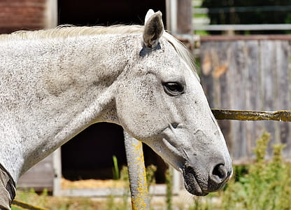 selective focus photography of gray horse near grass thumbnail