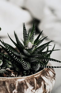 selective focus photography of pear cut ring on succulent plant thumbnail