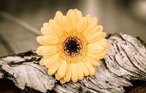 macro photography of yellow Gerbera flower thumbnail