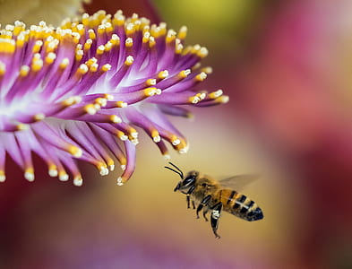 honeybee hovering in front of purple petaled flower closeup photography thumbnail