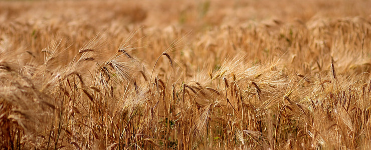 wheat field landscape photography thumbnail