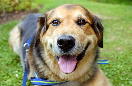 adult German shepherd lying on the green grass field thumbnail