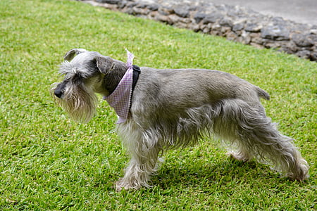 puppy walking on grass thumbnail