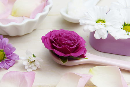 pink rose thumbnail